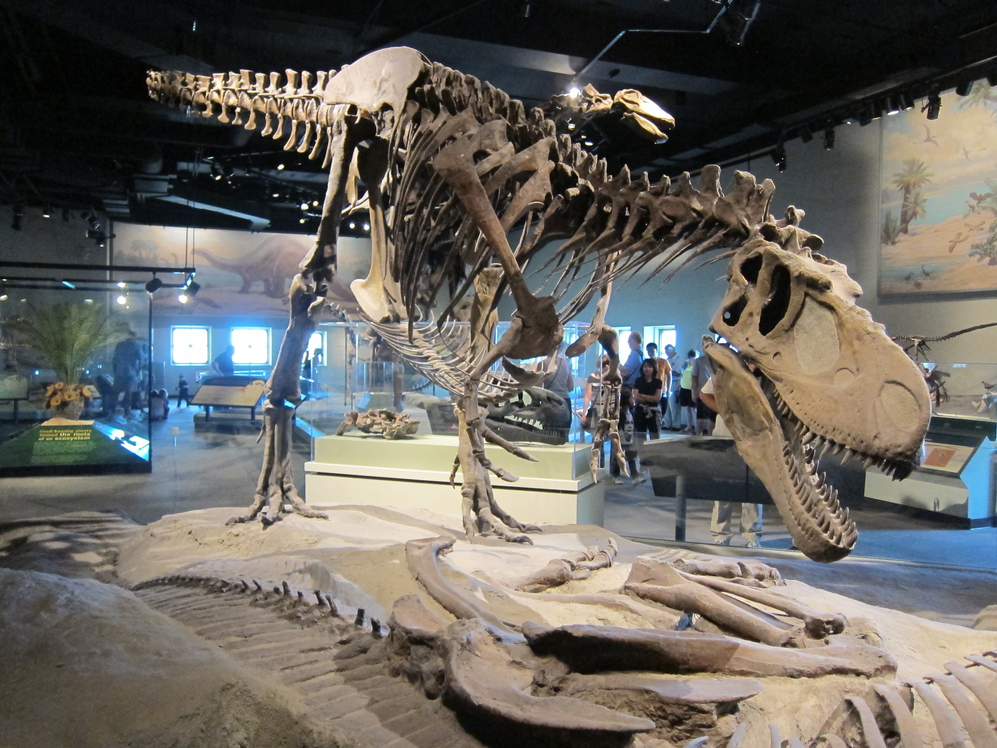 esqueleto despletosaurus museo