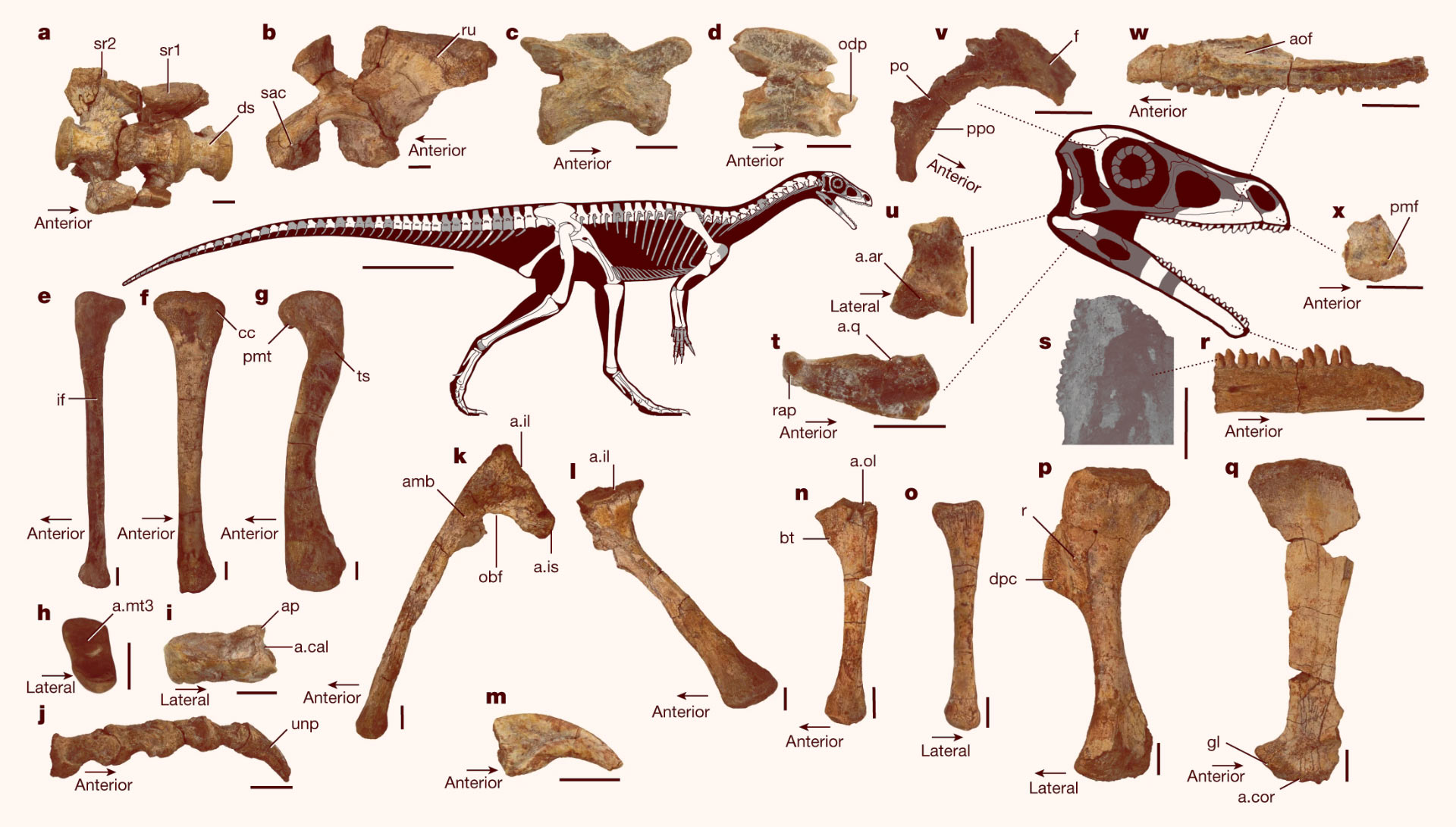 Mbiresaurus raathi