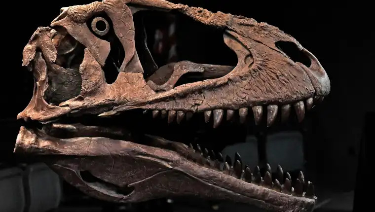 Meraxes gigas, el dragón devorador de dinosaurios- craneo