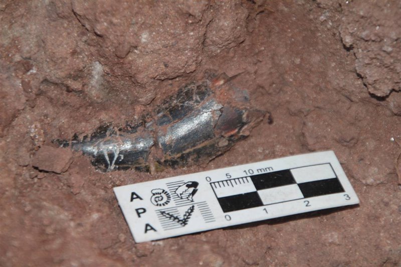 Meraxes gigas, el dragón devorador de dinosaurios hallazgos