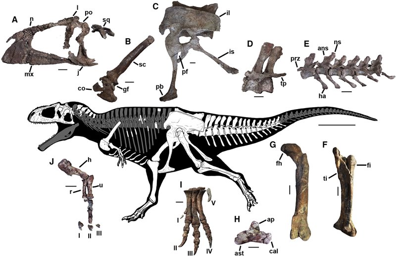 Meraxes gigas, el dragón devorador de dinosaurios
