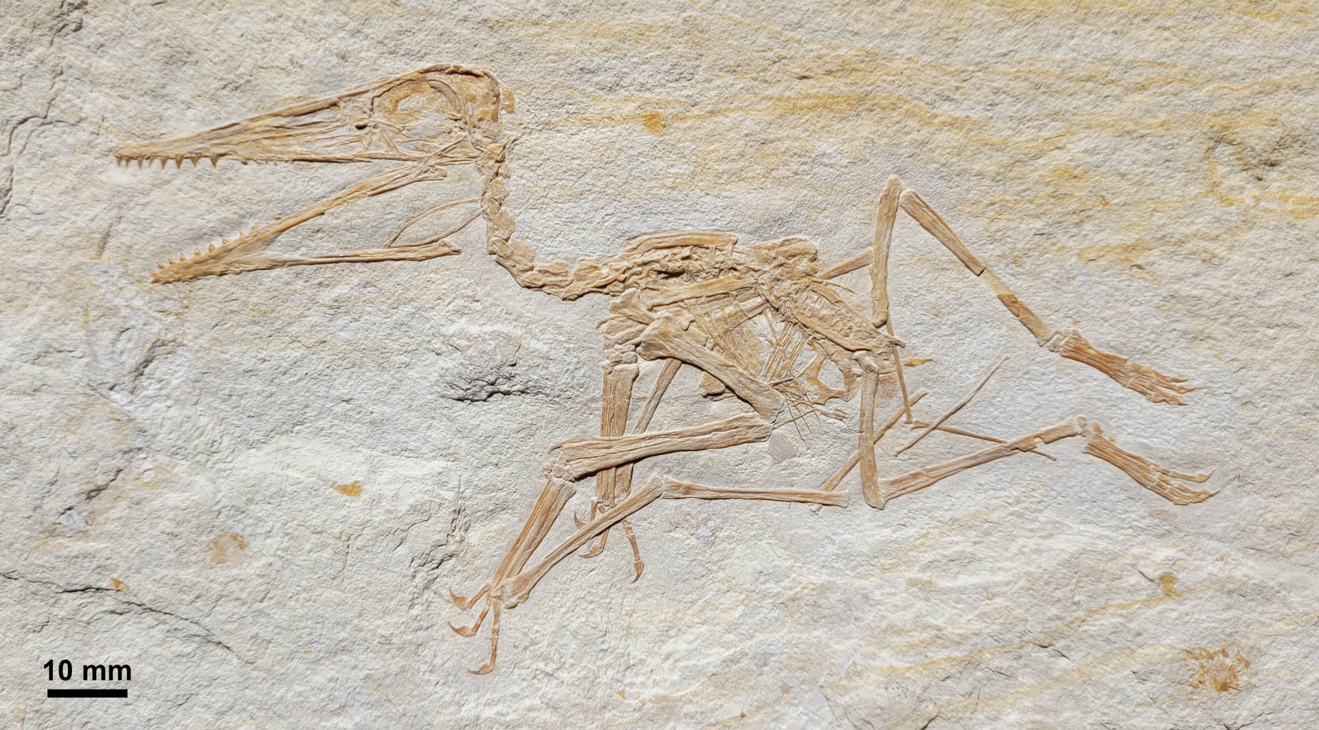 Pterodactylus antiquus, el pterodáctilo más antiguo