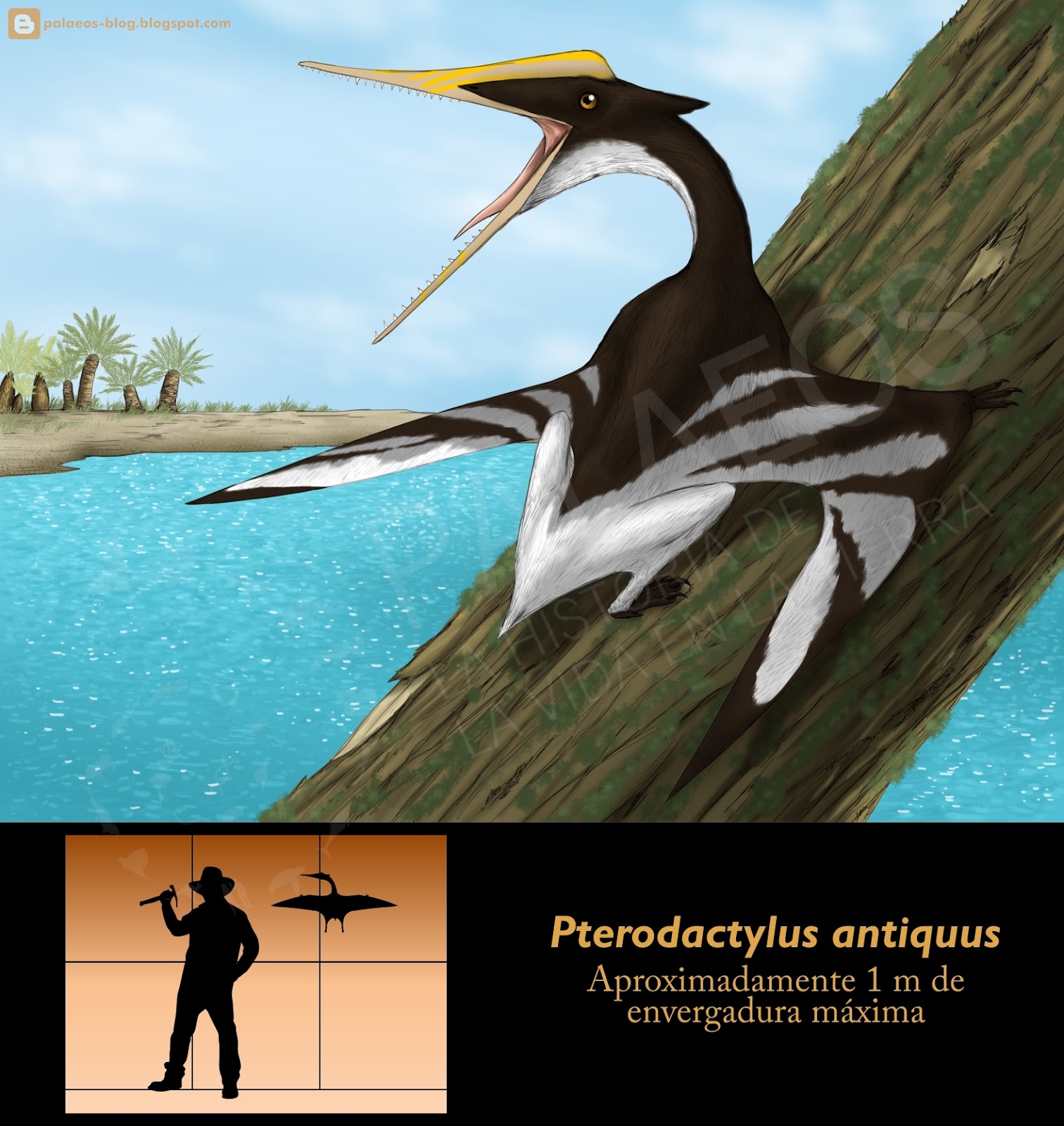  Pterodactylus